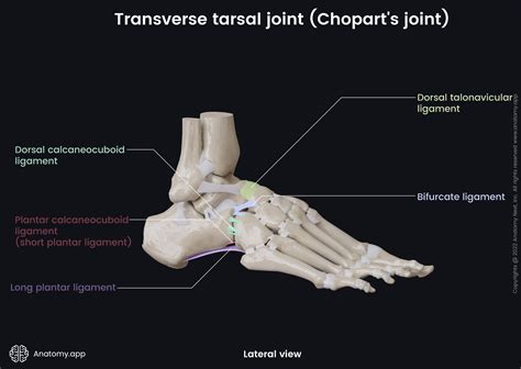  Asklepios Heykelinde Tanrısal Şifa ve Dönemin Anatomik Bilgisi!